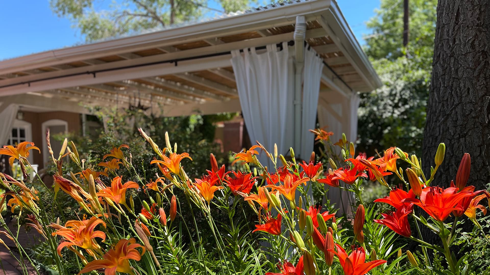 Vibrant orange and red flowers in the foreground with a shaded patio in the background.