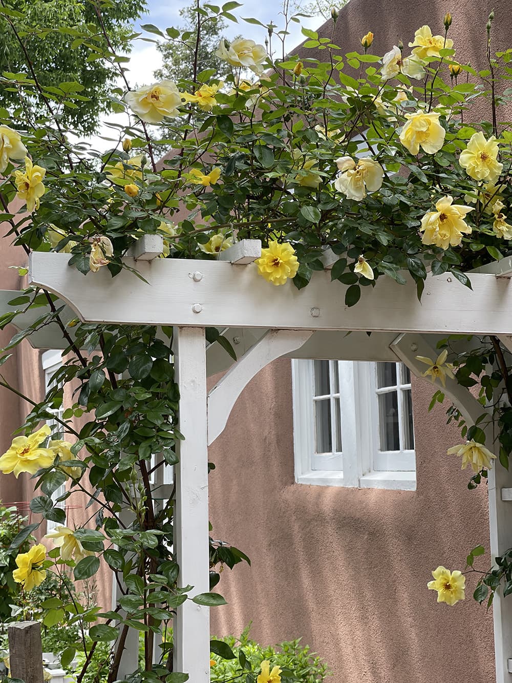 A white trellis adorned with blooming yellow roses against a stucco wall.
