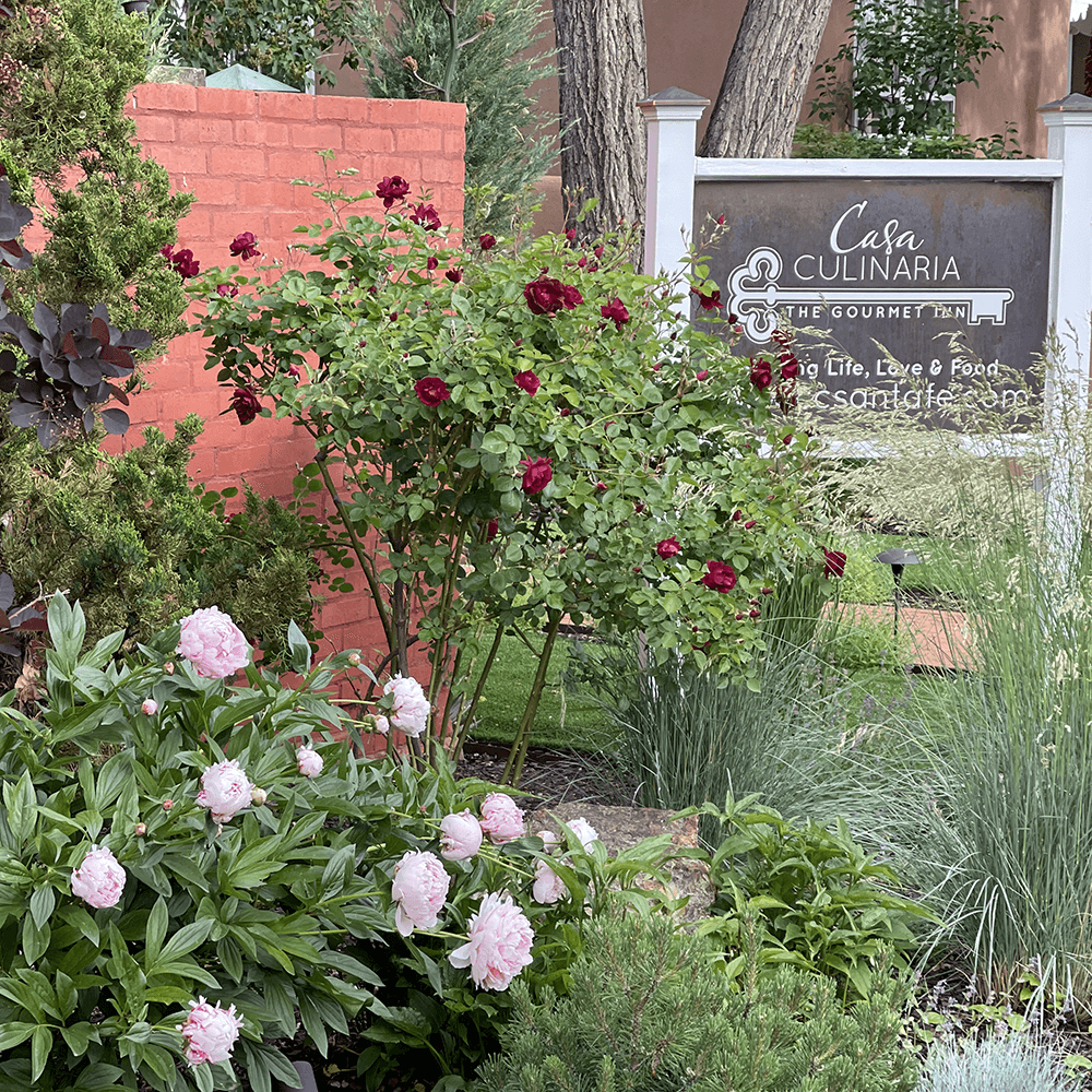 A lush garden featuring pink peonies and red roses alongside a sign for "Casa Culinaria."