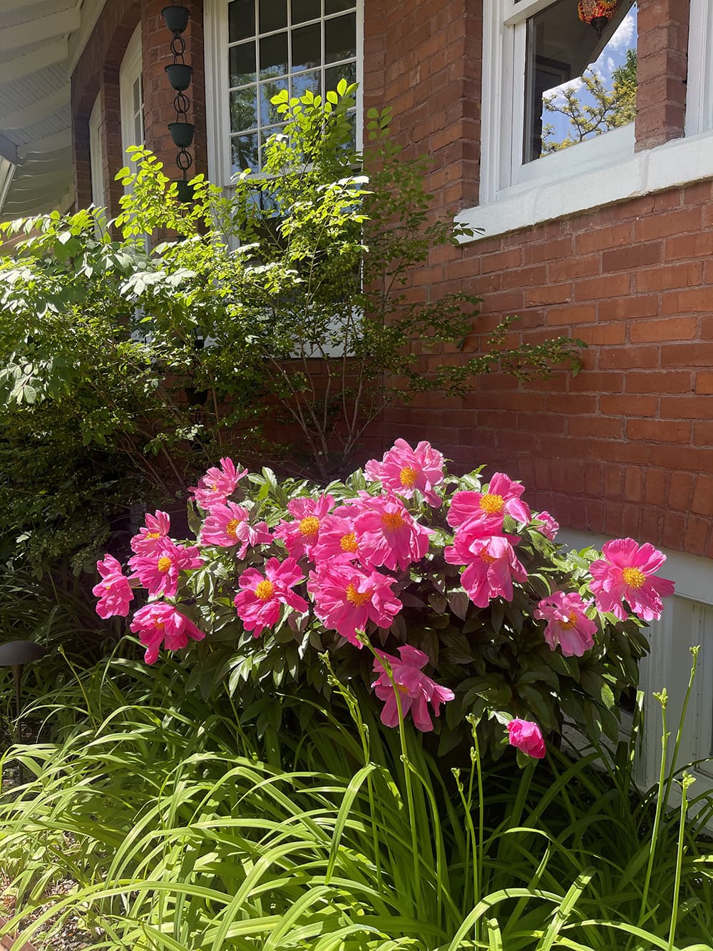 A lush flowerbed of vibrant pink blooms in front of a brick wall and greenery.