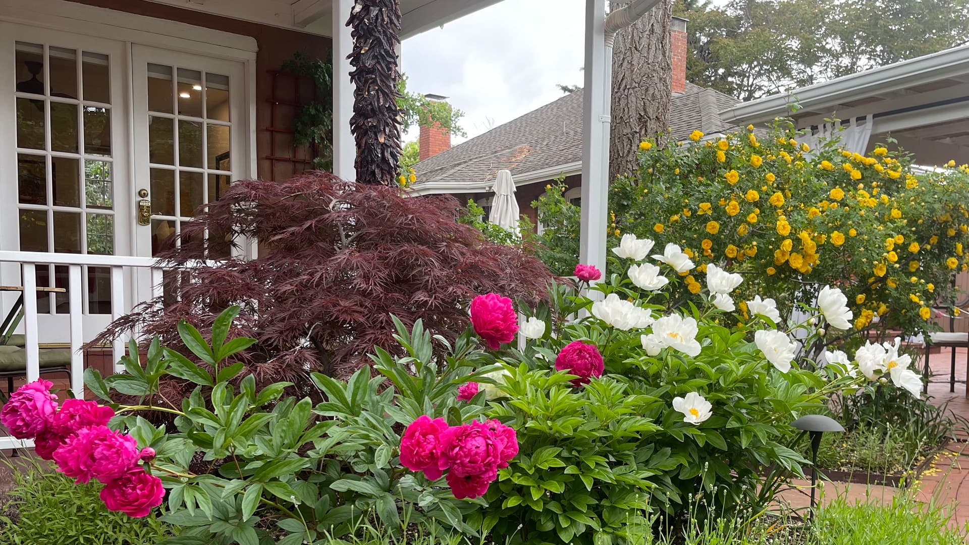 A colorful garden with pink and white flowers in the foreground, featuring a house and yellow blooms in the background.