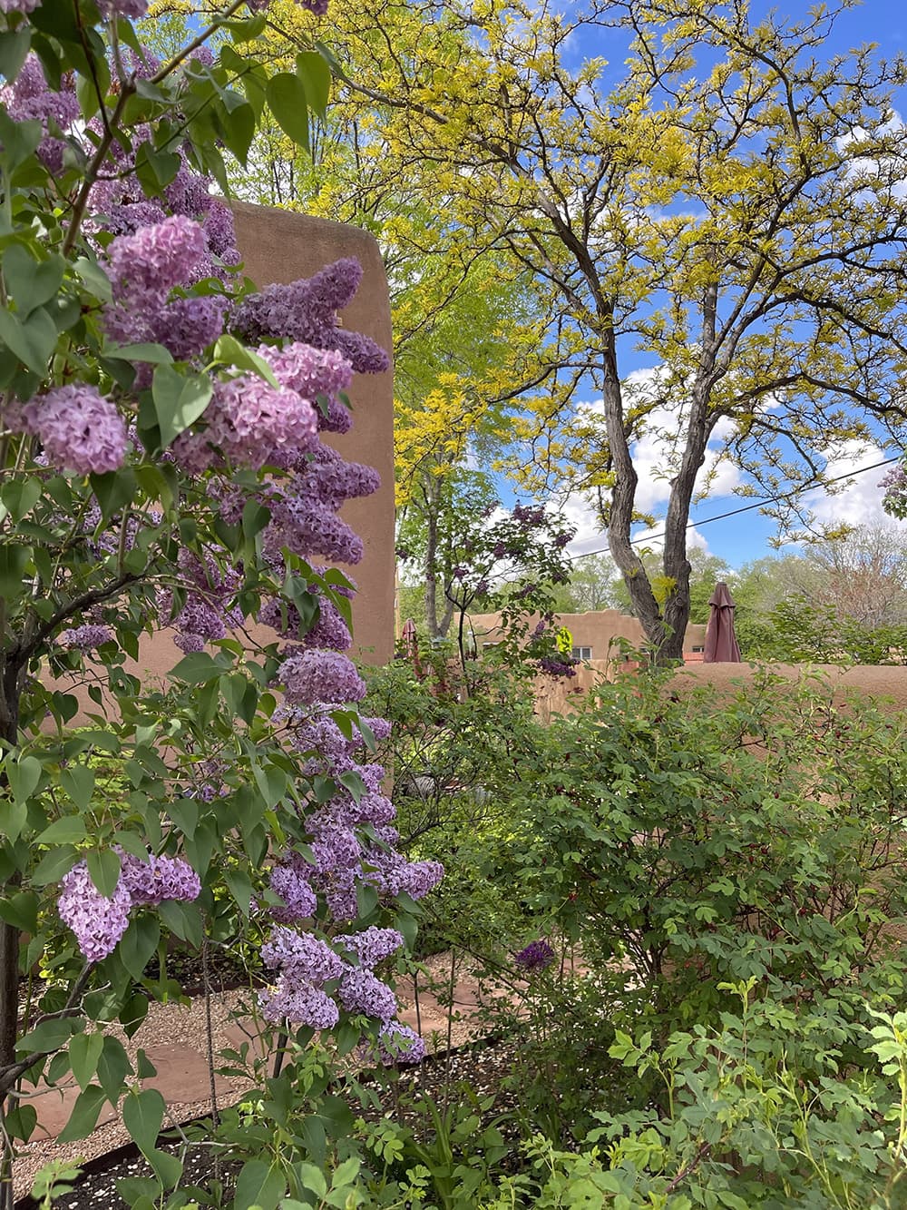 A vibrant garden filled with lilac flowers and lush greenery under a bright blue sky.